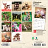 image Chihuahua Puppies 2027 Mini Wall Calendar First Alternate Image