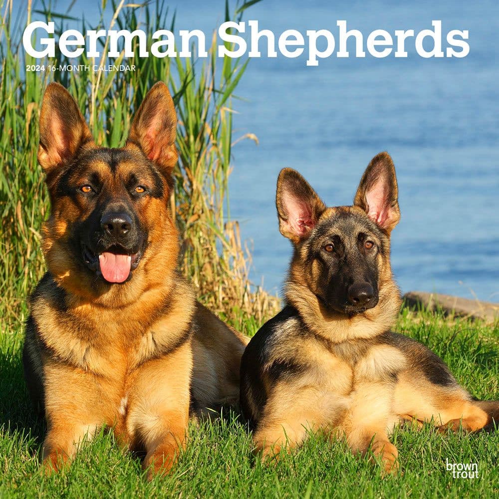 German Shepherds 2024 Wall Calendar Calendars Com   7afefaff F440 43bc 886e 42b21f8c2140