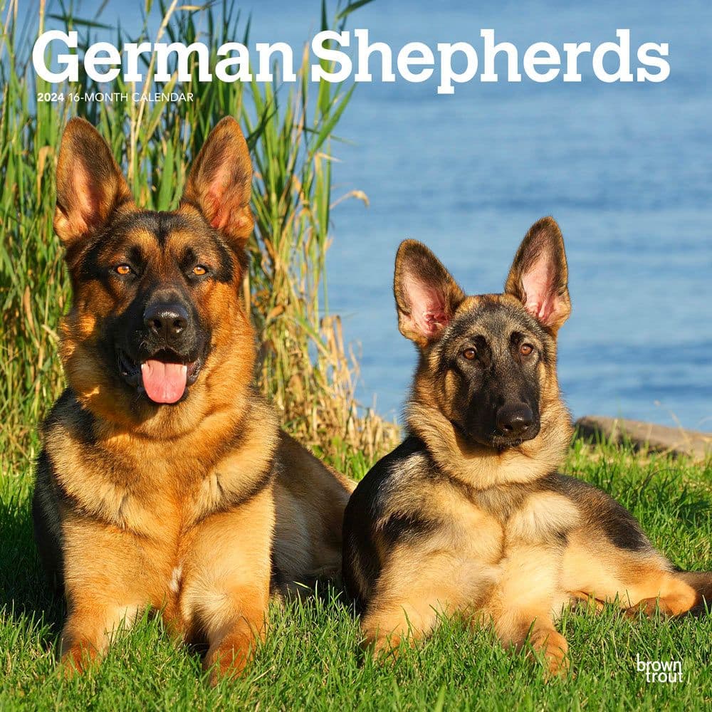 German Shepherds Calendar Front