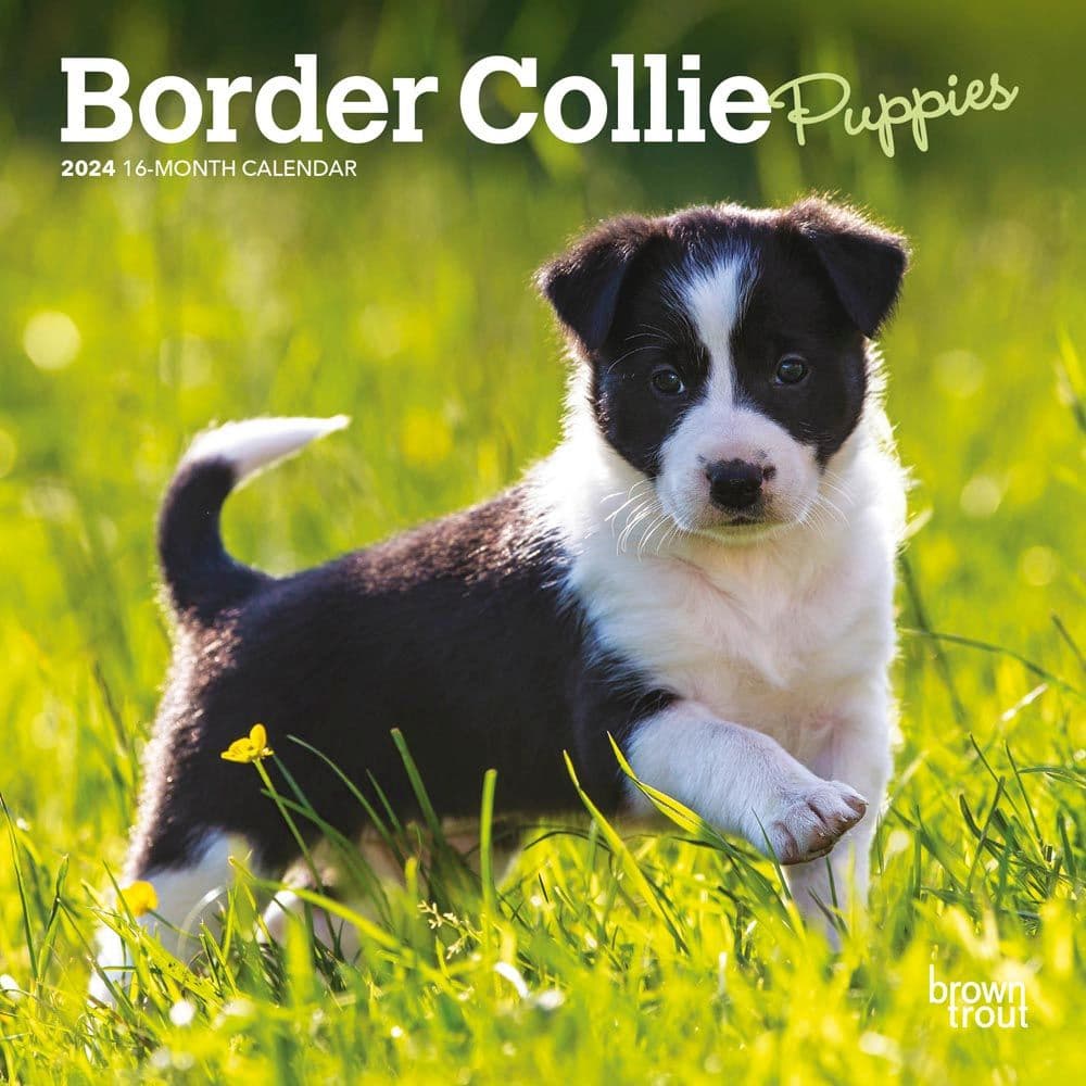 Border Collie Puppies 2024 Mini Wall Calendar Main Product Image width=&quot;1000&quot; height=&quot;1000&quot;