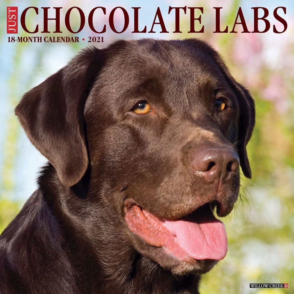 Chocolate Labs Wall Calendar