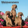 image Weimaraners 2025 Wall Calendar Main Product Image width=&quot;1000&quot; height=&quot;1000&quot;