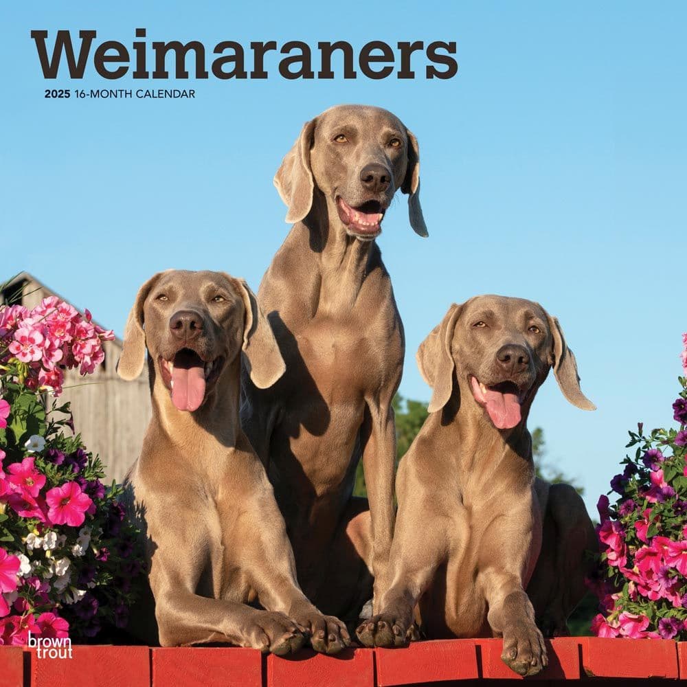 Weimaraners 2025 Wall Calendar Main Product Image width=&quot;1000&quot; height=&quot;1000&quot;