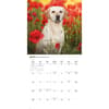 image Just Yellow Labs 2026 Wall Calendar Third Alternate Image