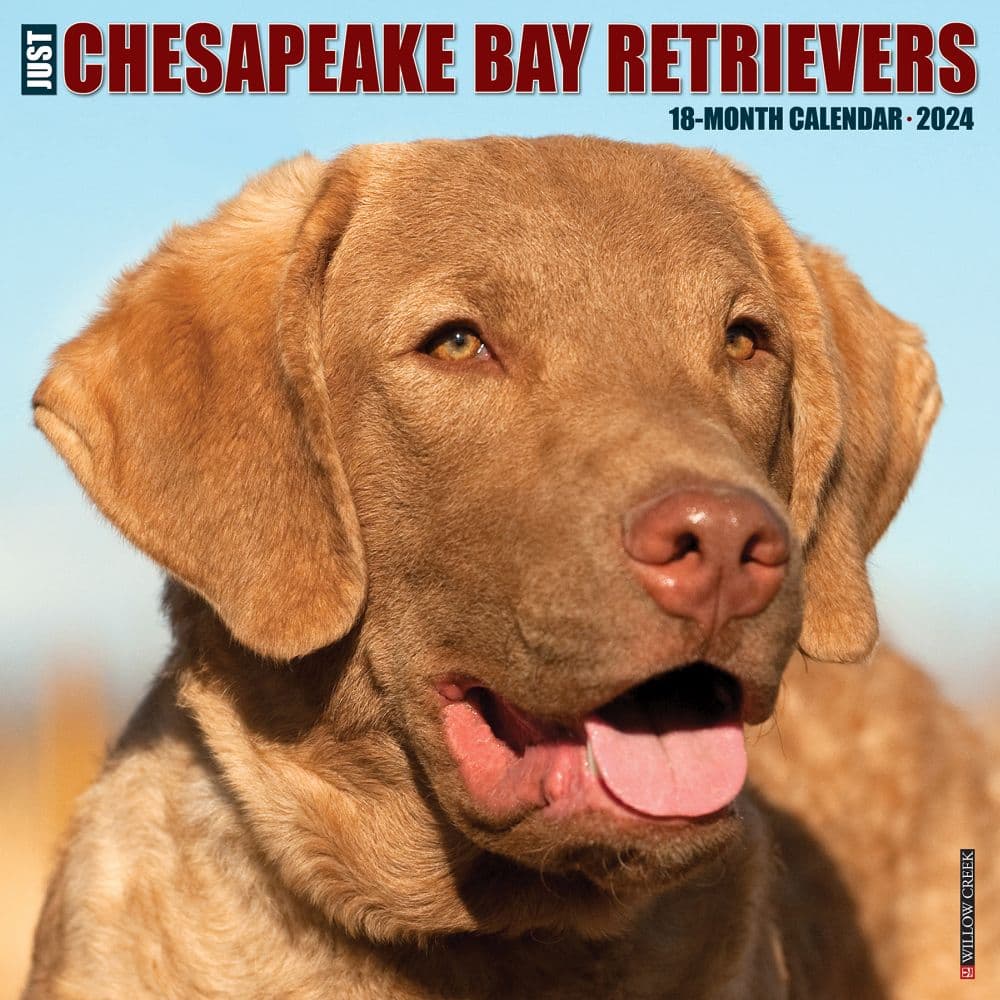 just-chesapeake-bay-retrievers-2024-wall-calendar-calendars