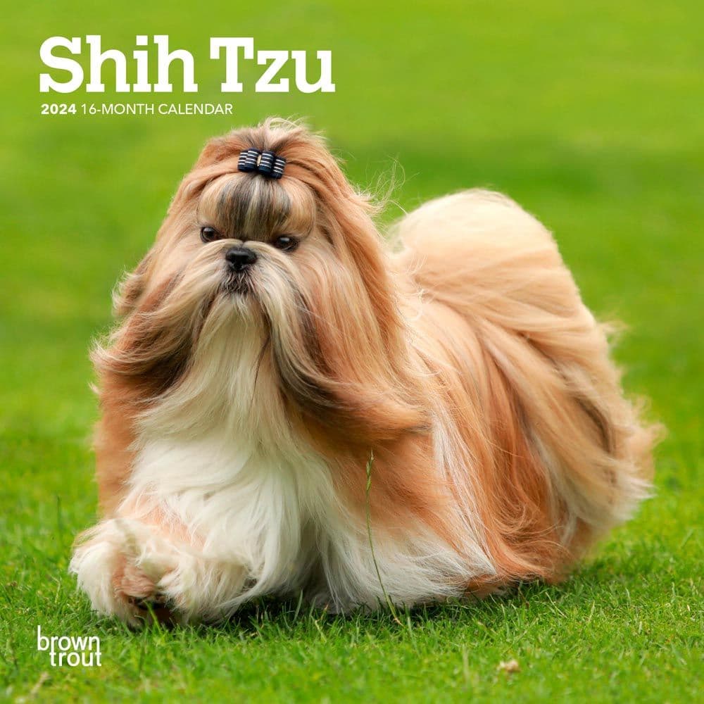 Shih Tzu 2024 Mini Wall Calendar