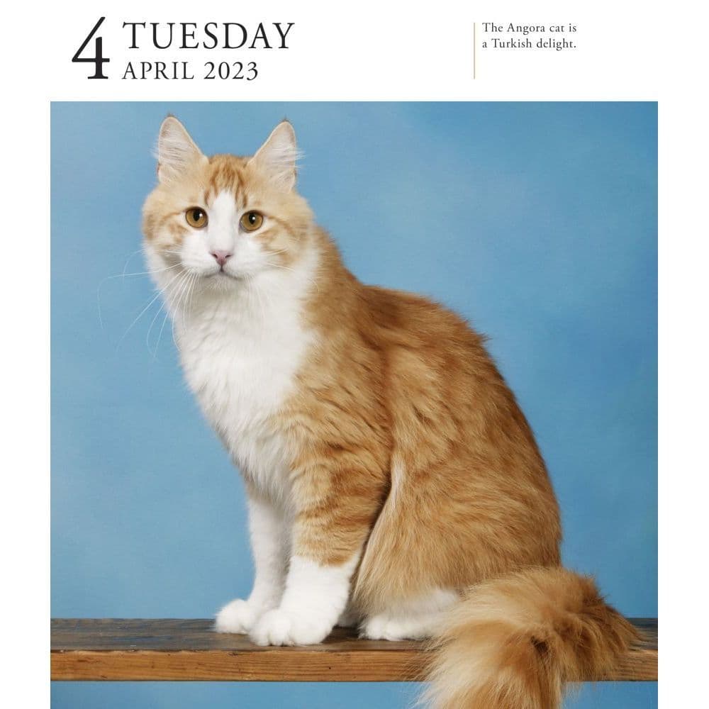 Cat 2023 Page-A-Day Gallery Calendar - Calendars.com