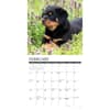 image Just Rottweiler Puppies 2025 Wall Calendar