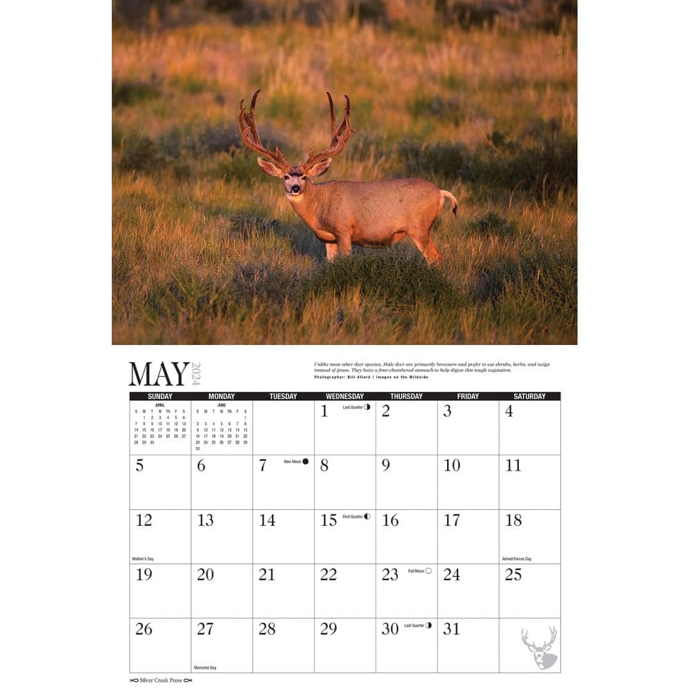 Mule Deer 2024 Wall Calendar