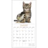 image Kittens and Friends 2025 Mini Wall Calendar Second Alternate Image width="1000" height="1000"