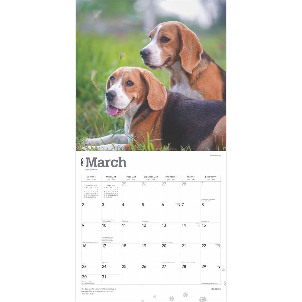 Beagles 2025 Wall Calendar - Calendars.com