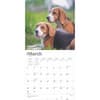 image Beagles 2025 Wall Calendar First Alternate Image width=&quot;1000&quot; height=&quot;1000&quot;