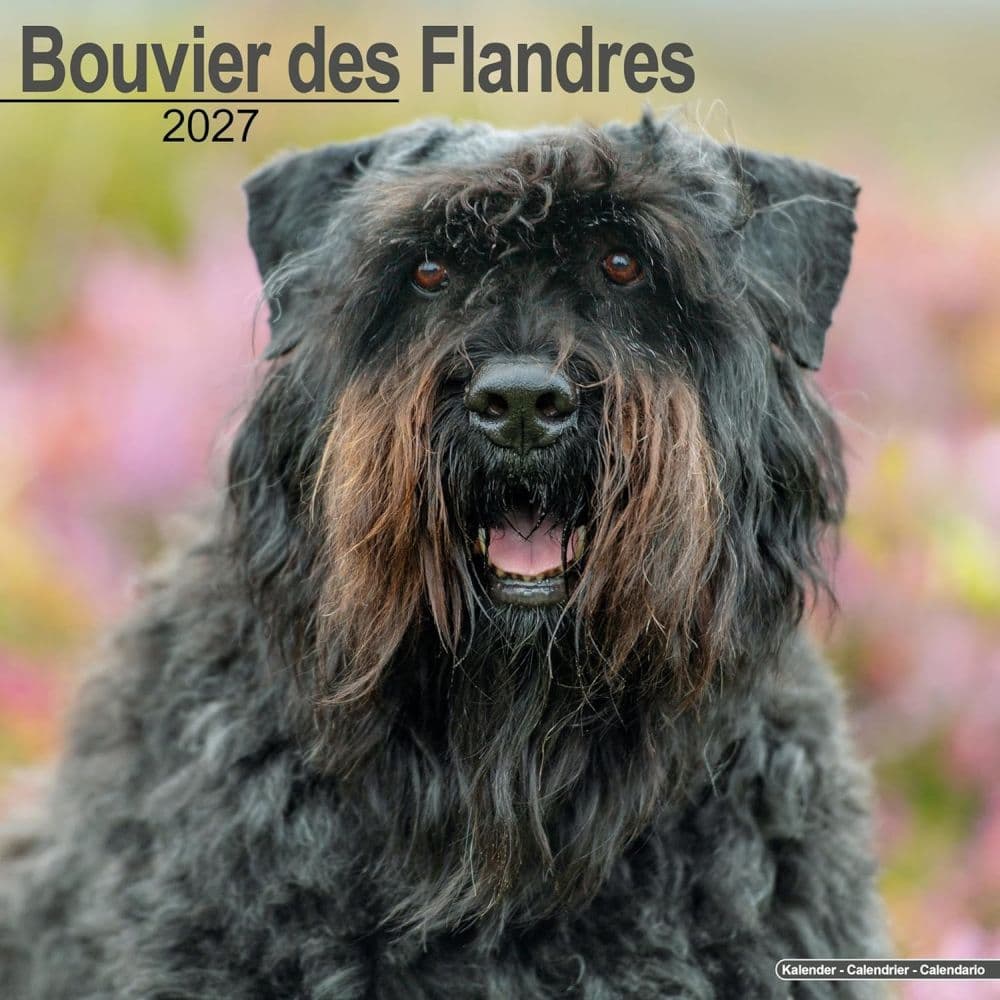 image Bouvier des Flandres 2027 Wall Calendar