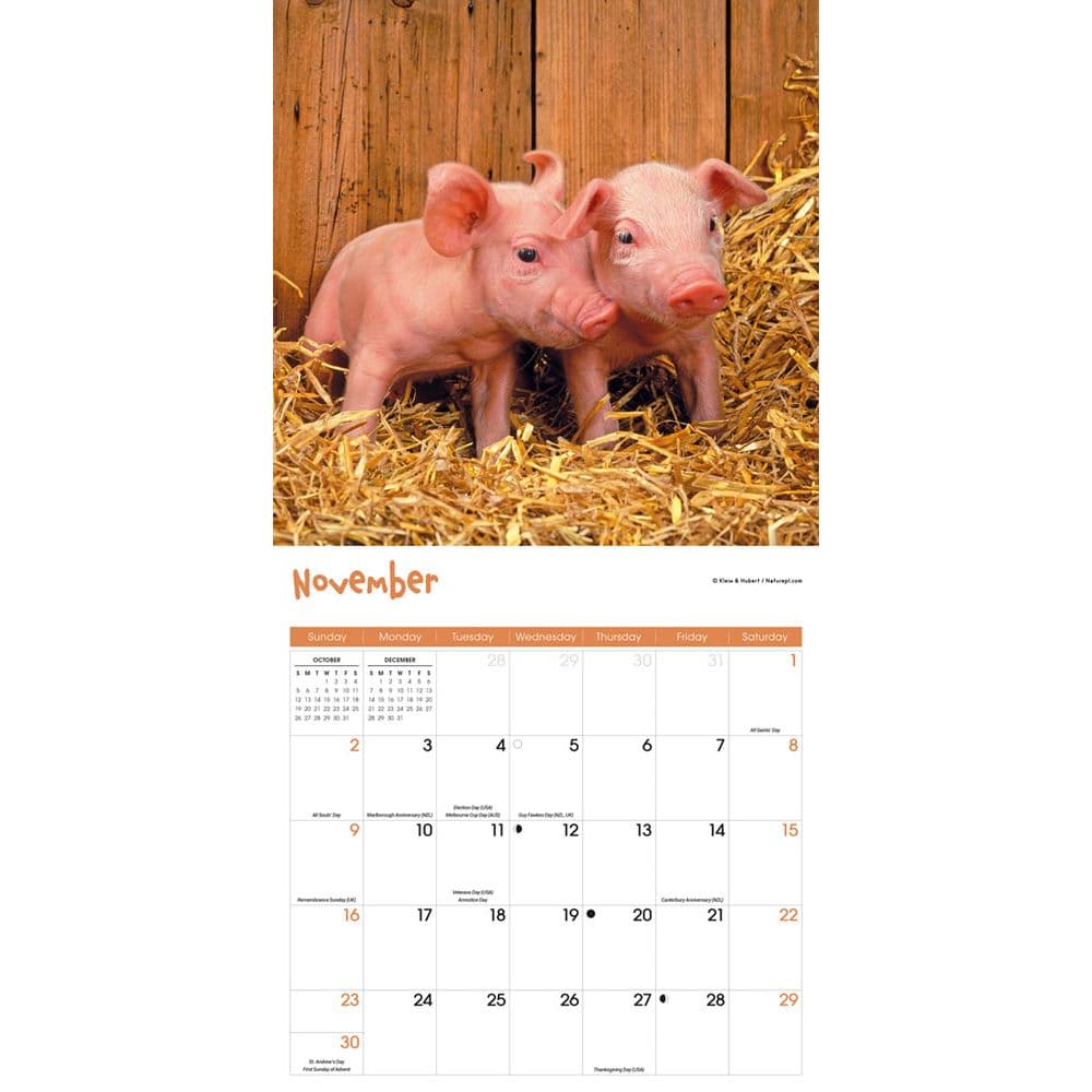 Mini Pigs 2025 Wall Calendar Fourth Alternate Image width=&quot;1000&quot; height=&quot;1000&quot;