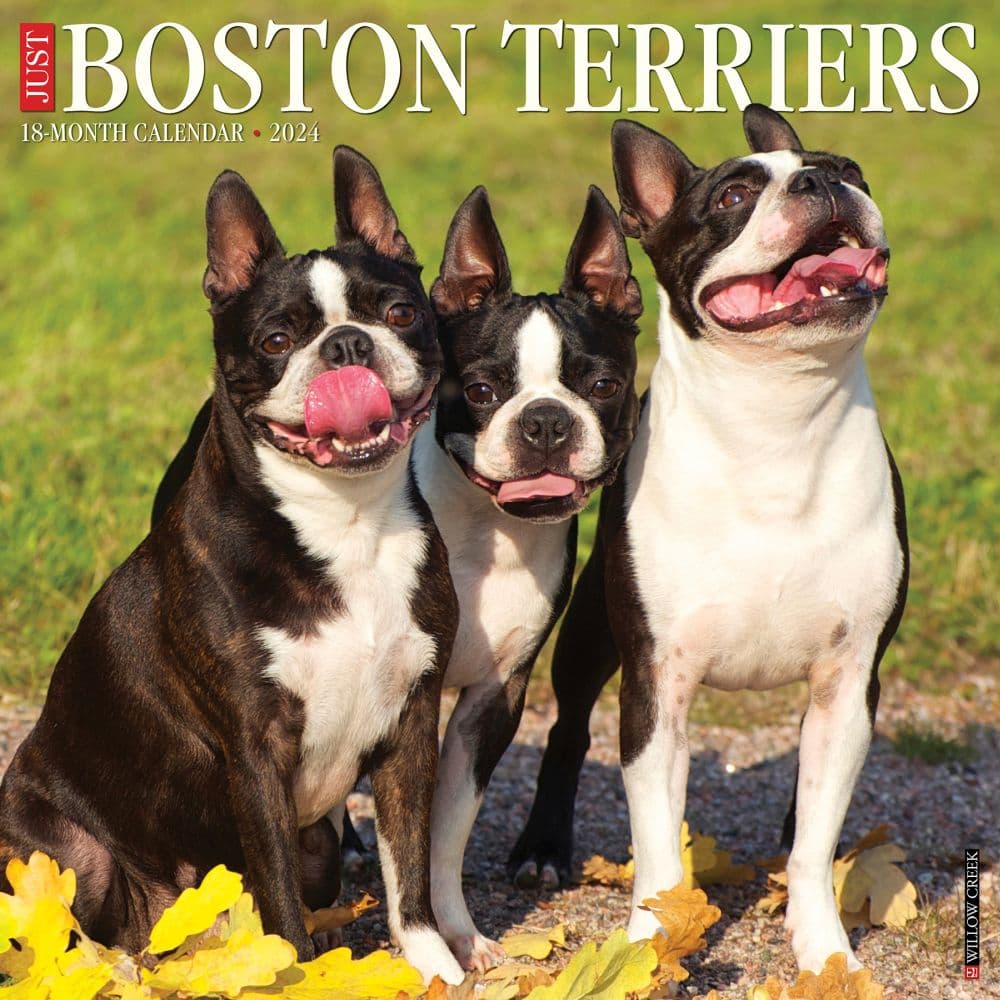 Boston Terriers Just 2024 Wall Calendar
