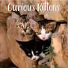 image Curious Kittens 2025 Wall Calendar