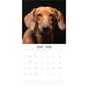 image Dachshunds 2026 Wall Calendar Second Alternate Image