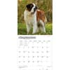image Saint Bernards 2027 Wall Calendar Third Alternate Image