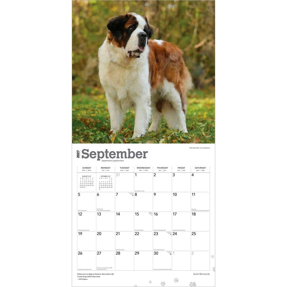 Saint Bernards 2027 Wall Calendar Third Alternate Image