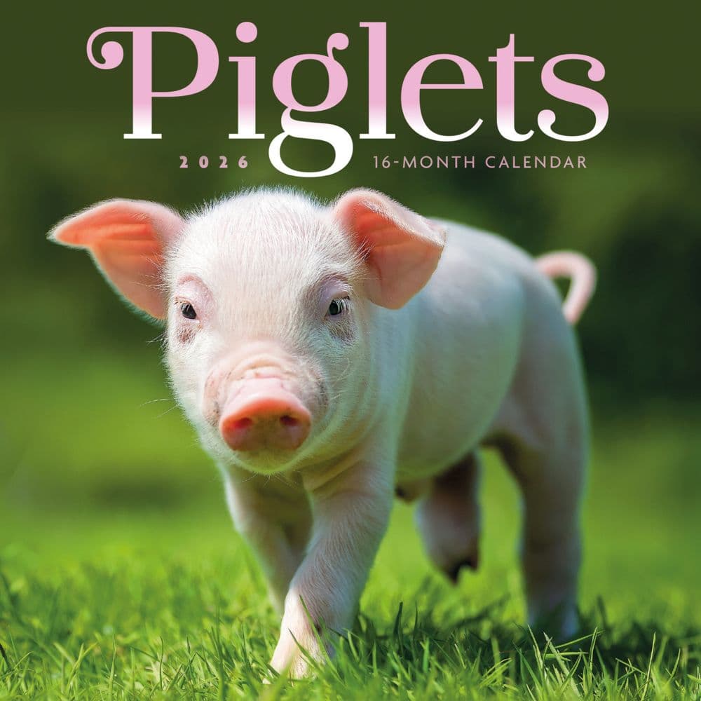 Piglets 2026 Mini Wall Calendar Main Image
