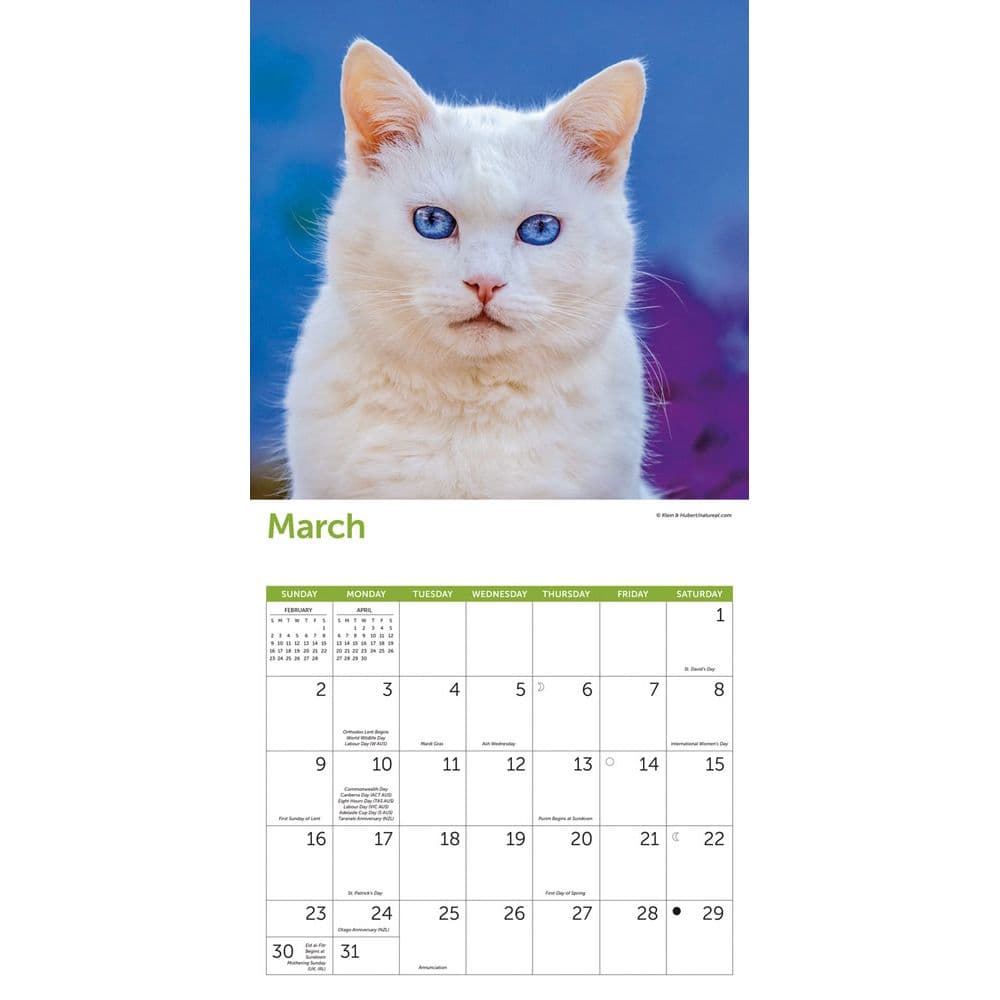 Cats 2025 Wall Calendar