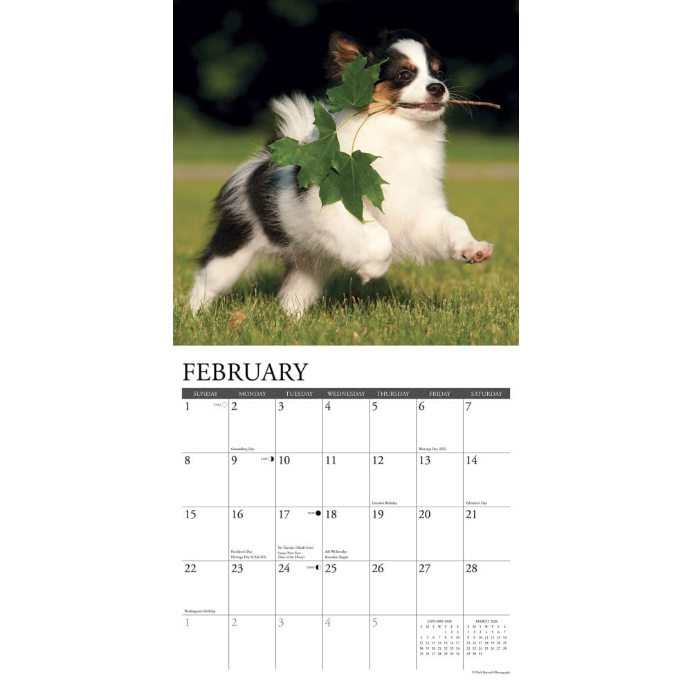 Just Papillons 2026 Wall Calendar Second Alternate Image
