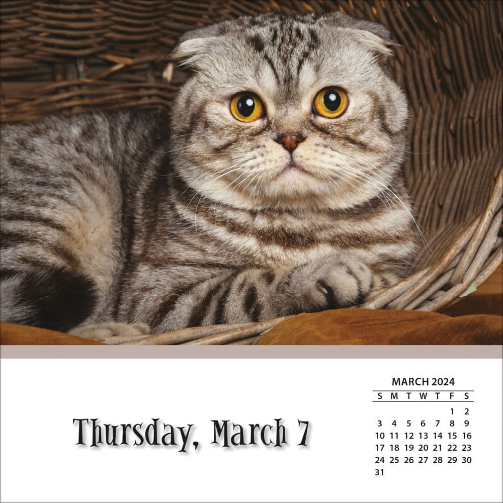 Cats And Kittens 2024 Desk Calendar - Calendars.com