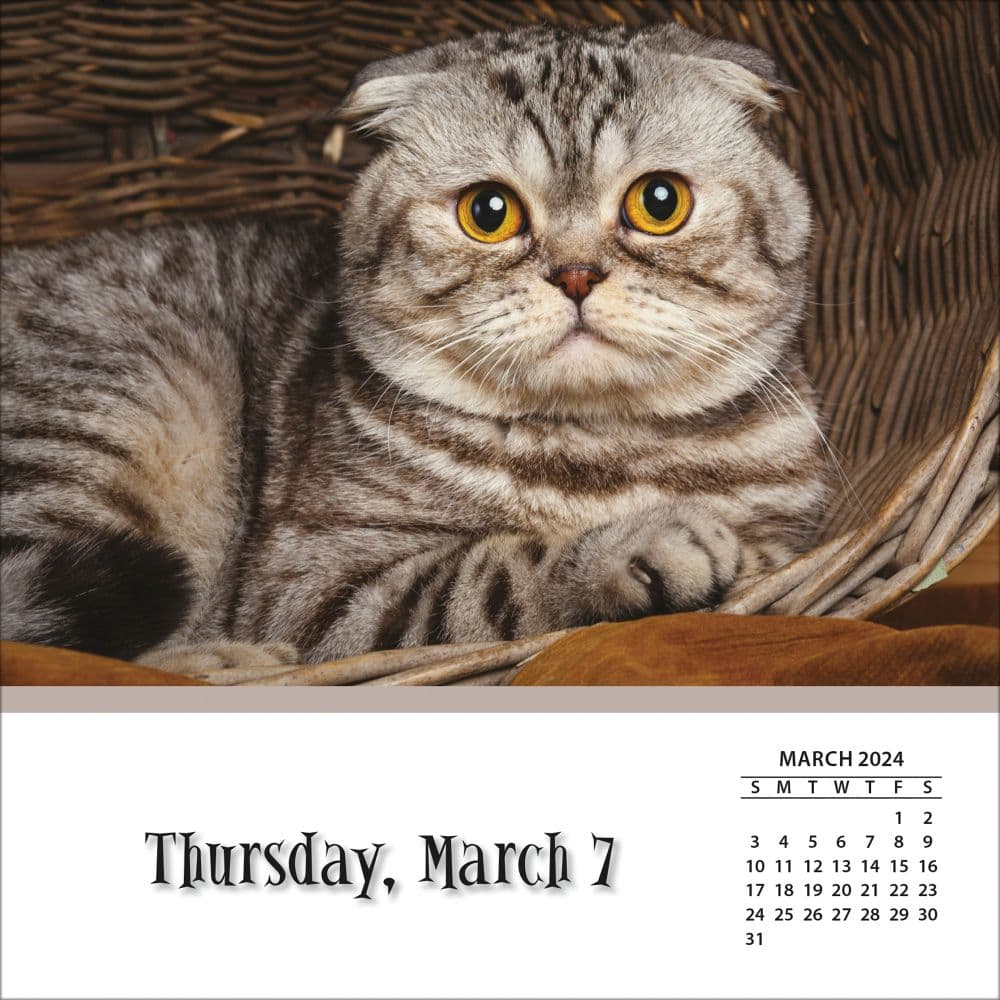 2024 Cat Desk Calendar Darci Britney