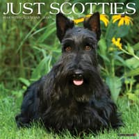 image Just Scotties 2026 Wall Calendar Main Image