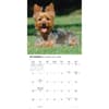 image Just Yorkies 2026 Wall Calendar Fourth Alternate Image