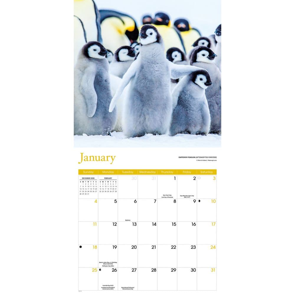 Baby Animals Special Value 2026 Wall Calendar Second Alternate Image