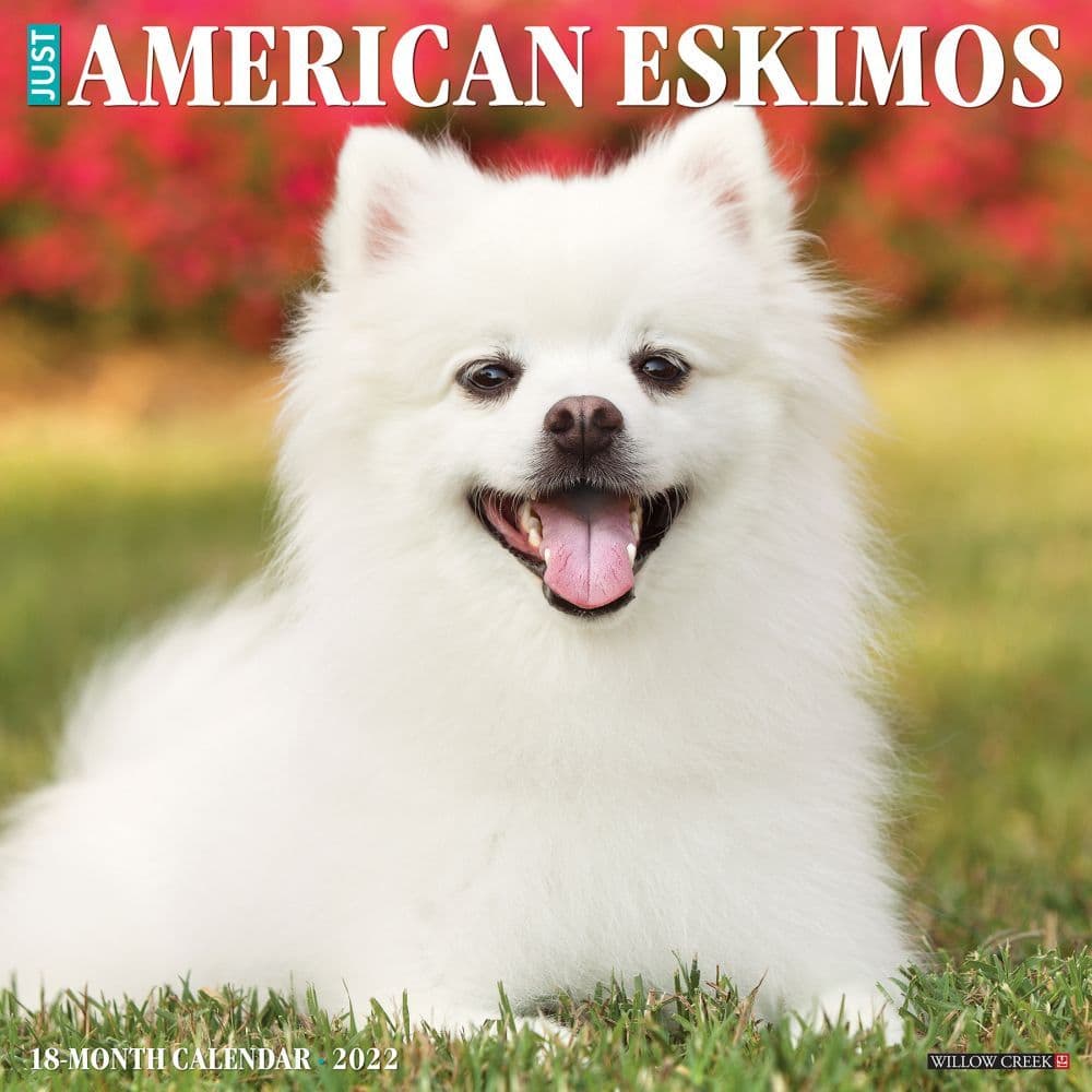 Just American Eskimo Dogs 2022 Wall Calendar