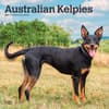 image Australian Kelpies 2027 Wall Calendar Main Product Image