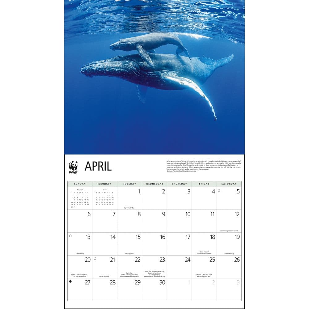 Baby Animals WWF 2025 Wall Calendar