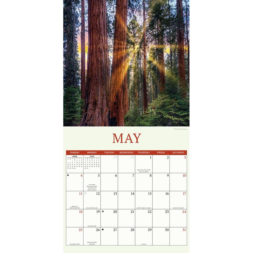 Redwood Forest 2025 Wall Calendar
