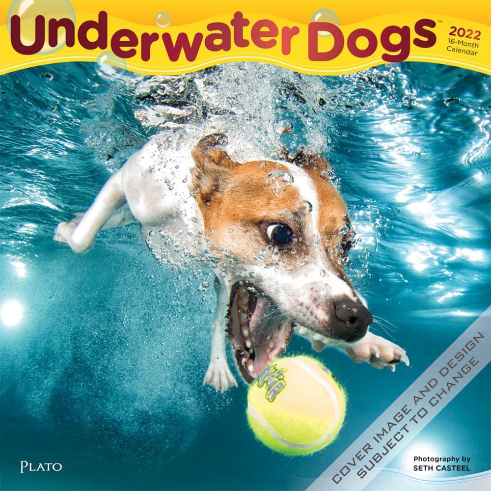 Underwater Dogs Calendar 2023 Shop Now For The Underwater Dogs Plato 2022 Wall Calendar | Earth Shop