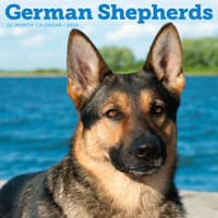 image Just German Shepherds 2026 Wall Calendar Main Product Image