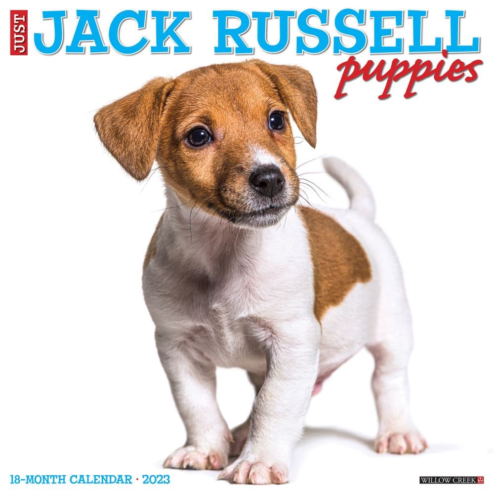 Willow Creek Press Jack Russell Puppies 2023 Wall Calendar