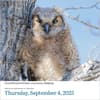 image Audubon Birds 2025 Desk Calendar First Alternate Image width=&quot;1000&quot; height=&quot;1000&quot;