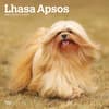 image Lhasa Apsos 2025 Wall Calendar