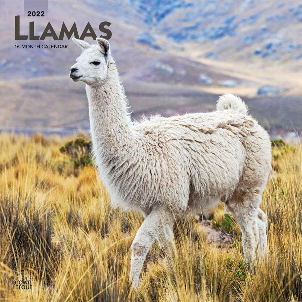 Llamas 2022 Wall Calendar