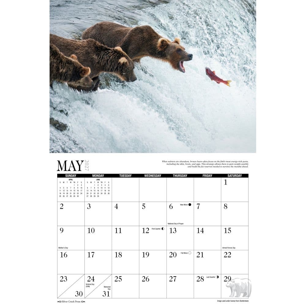 Bears 2027 Wall Calendar Second Alternate Image