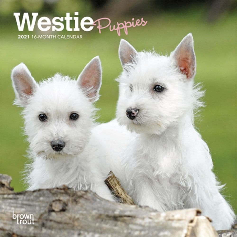 westie slippers amazon