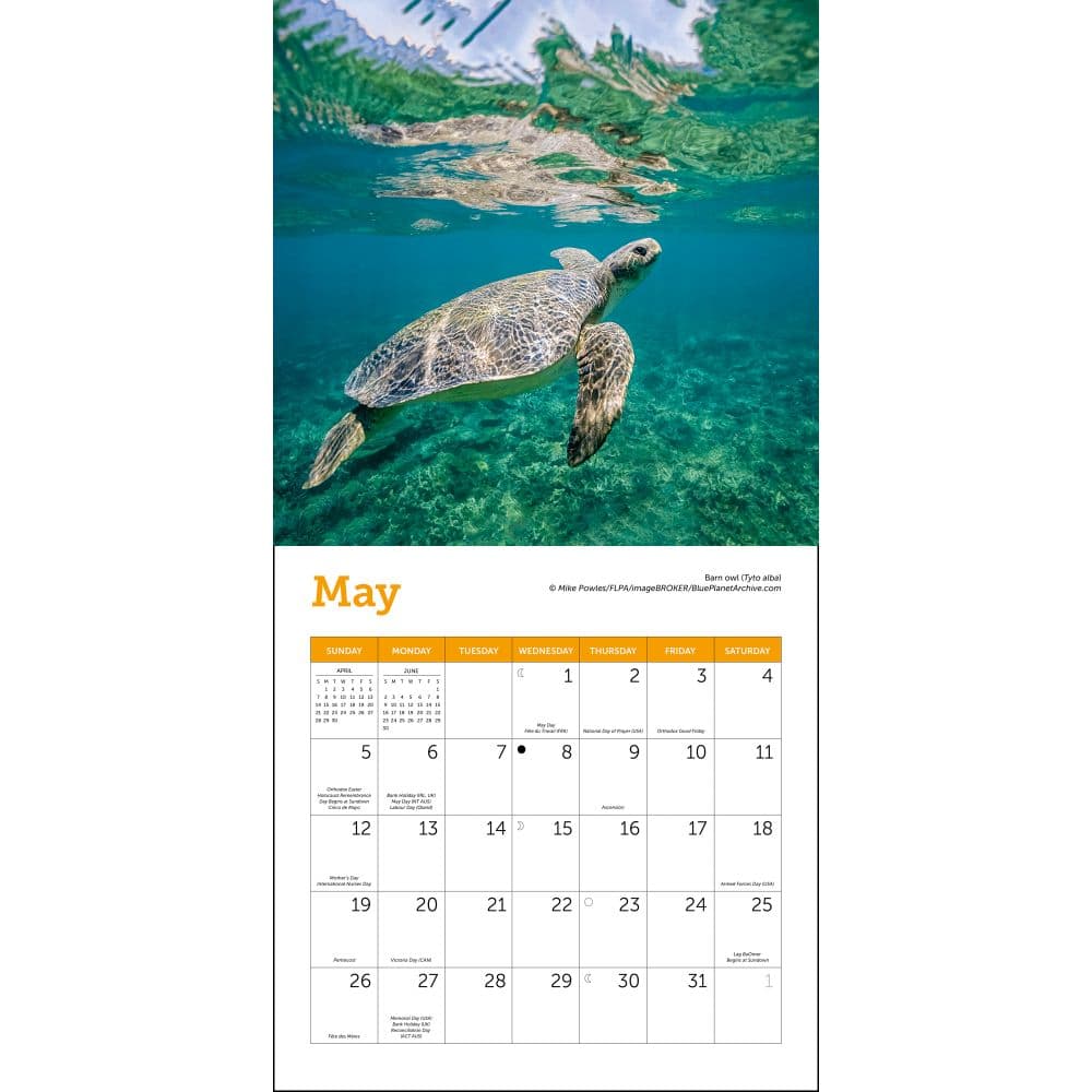 Sea Turtles 2024 Mini Wall Calendar alternate 2