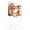 image Curious Kittens Photo 2025 Mini Wall Calendar