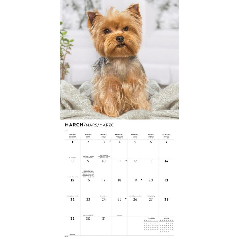 Just Yorkies 2026 Wall Calendar Second Alternate Image