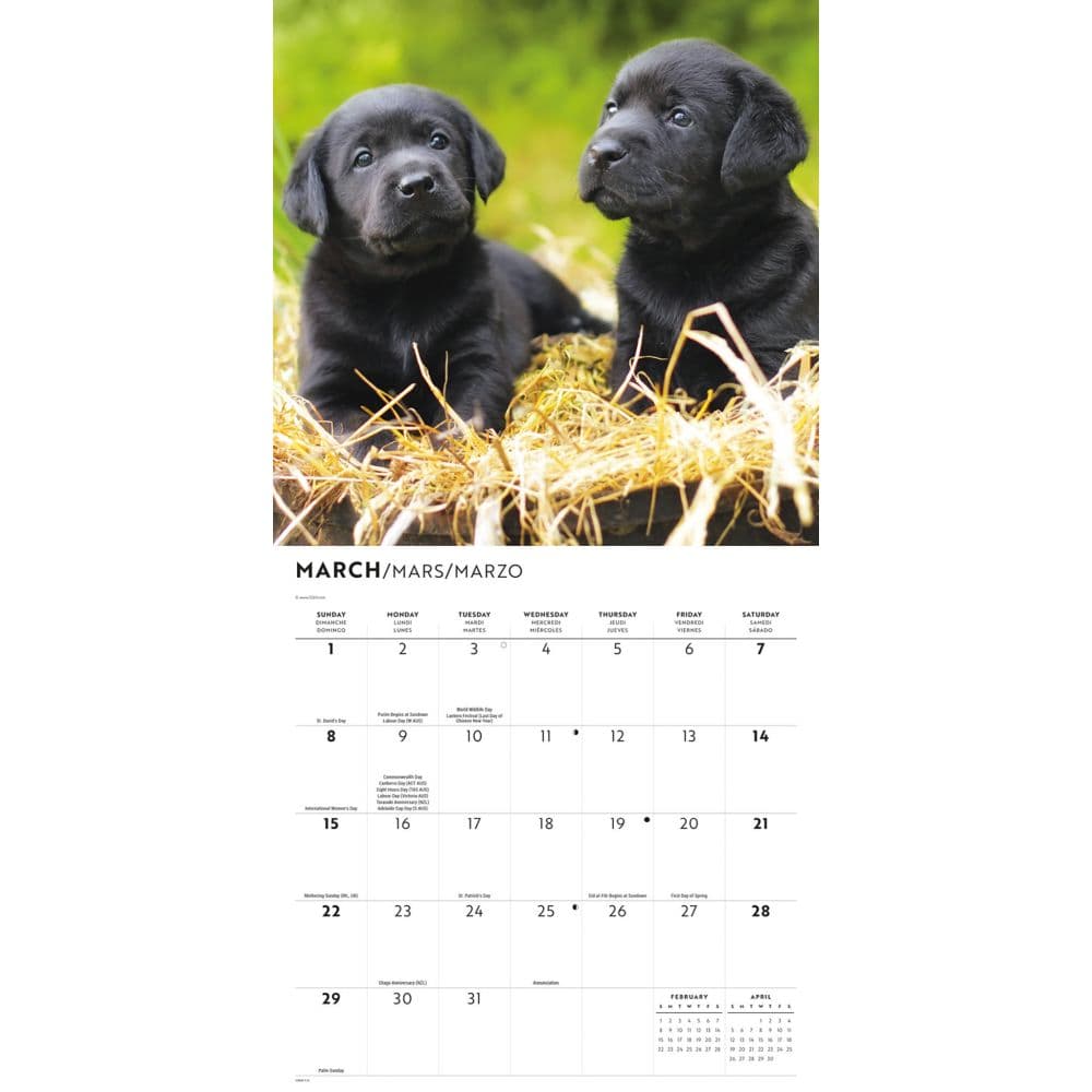 Black Lab Retriever Puppies 2026 Wall Calendar Second Alternate Image