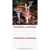 image Mushroom Photo 2026 Wall Calendar