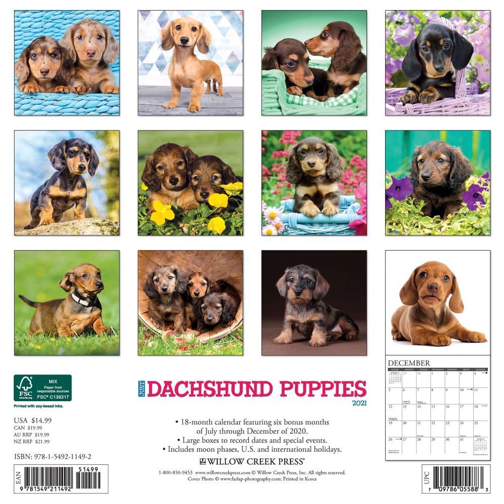 Dachshund Puppies Wall Calendar