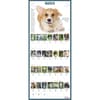 image Puppies 365 Days 2026 Wall Calendar Third Alternate Image